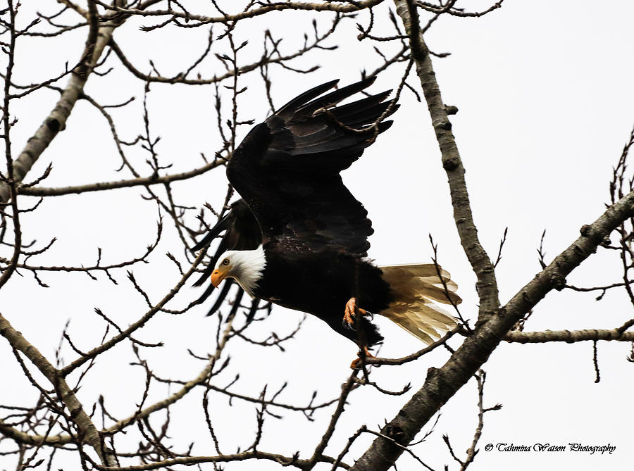 Eagle Taking Off Photograph by Tahmina Watson