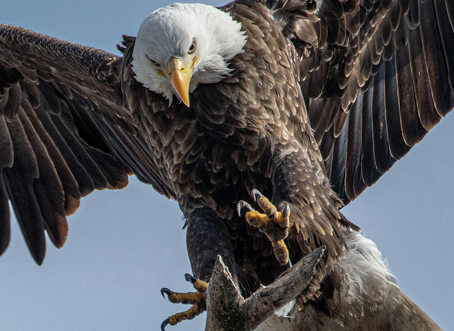 Eagle Talons Photograph By David Bearden - Pixels