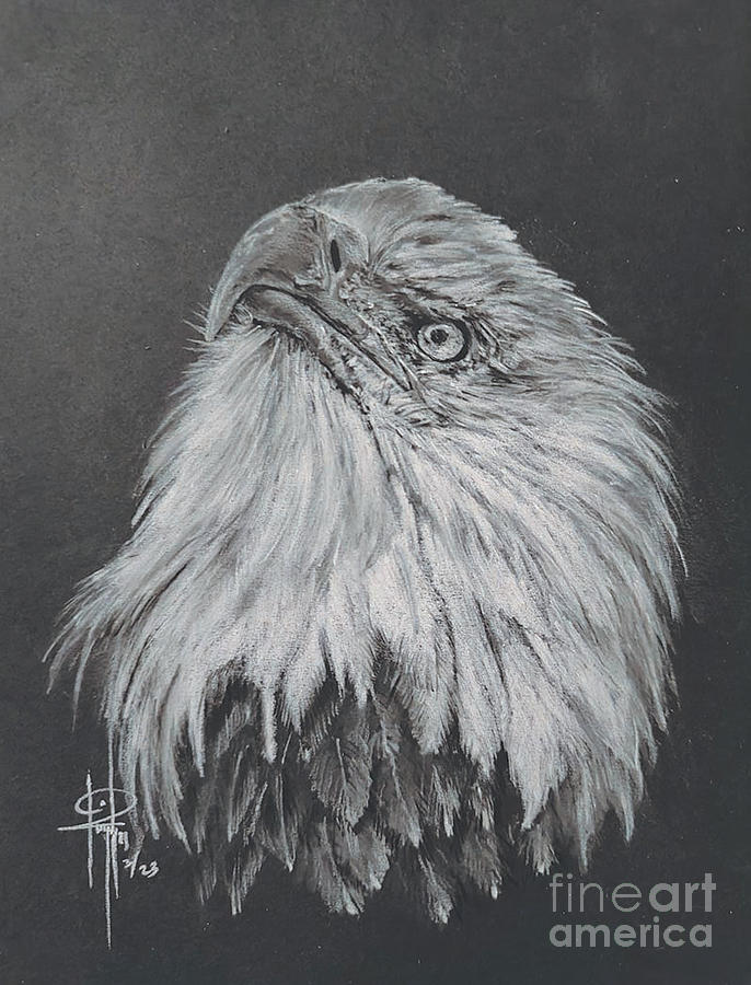 Eagle Drawing by Tami Hughes - Fine Art America