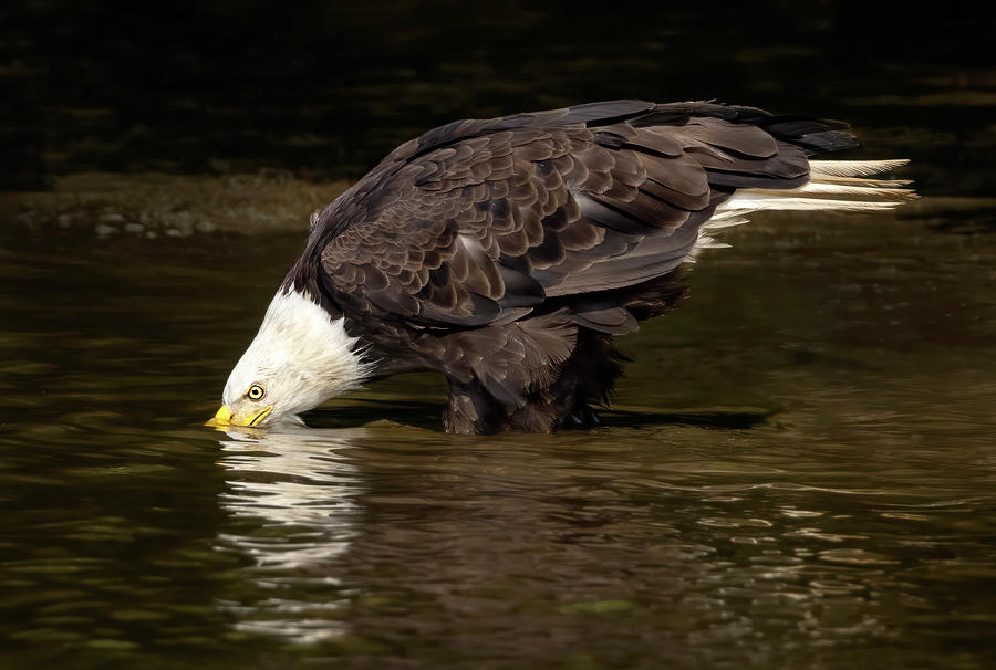 Eagle Thirst Photograph by Art Cole