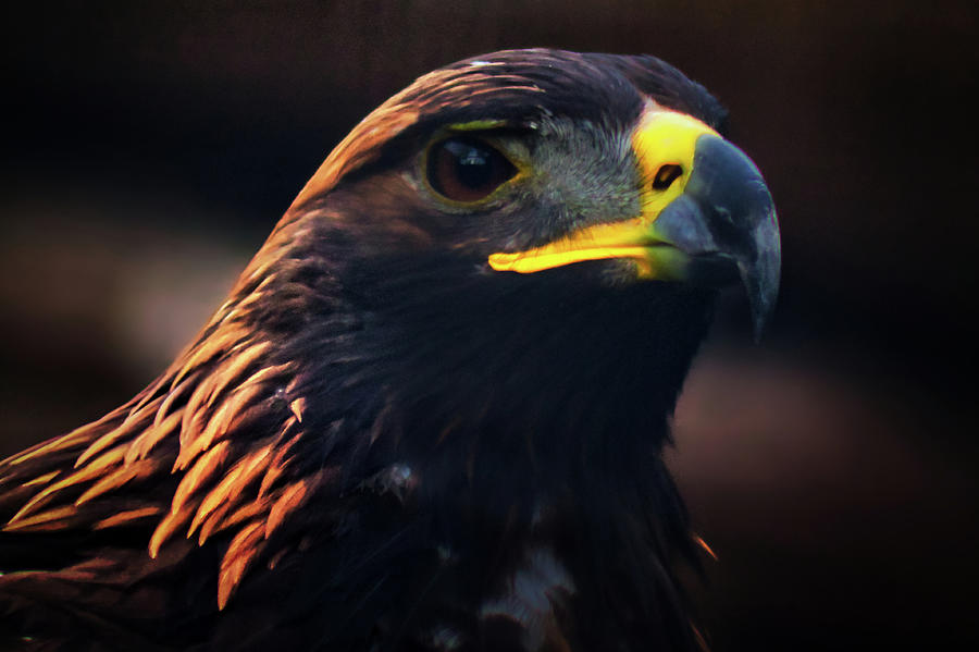 Eagle Photograph by Thomas Nay
