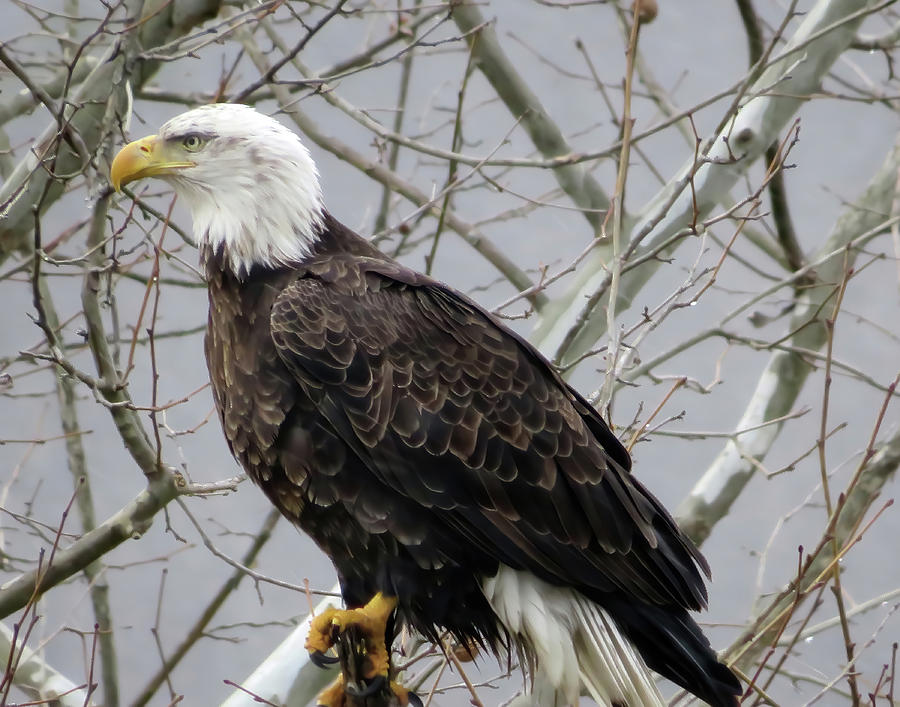 Eagle Three Photograph by Noah Spratling - Fine Art America