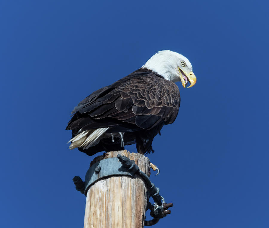 Eagle Tongue Photograph by James BO Insogna