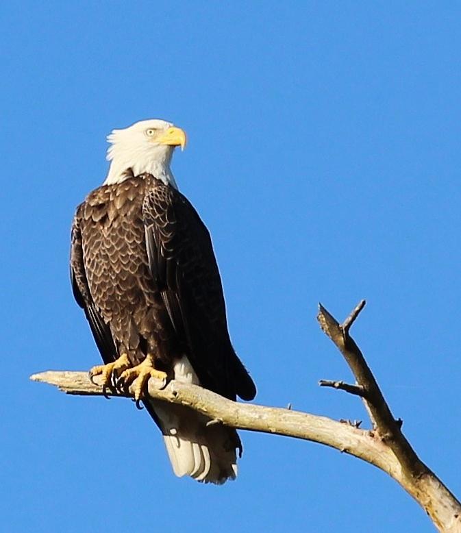 Eagle Photograph by Toni Malon - Pixels