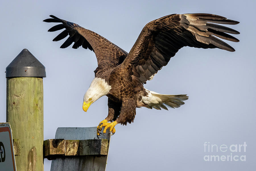 Eagle Touchdown Photograph by Tom Claud