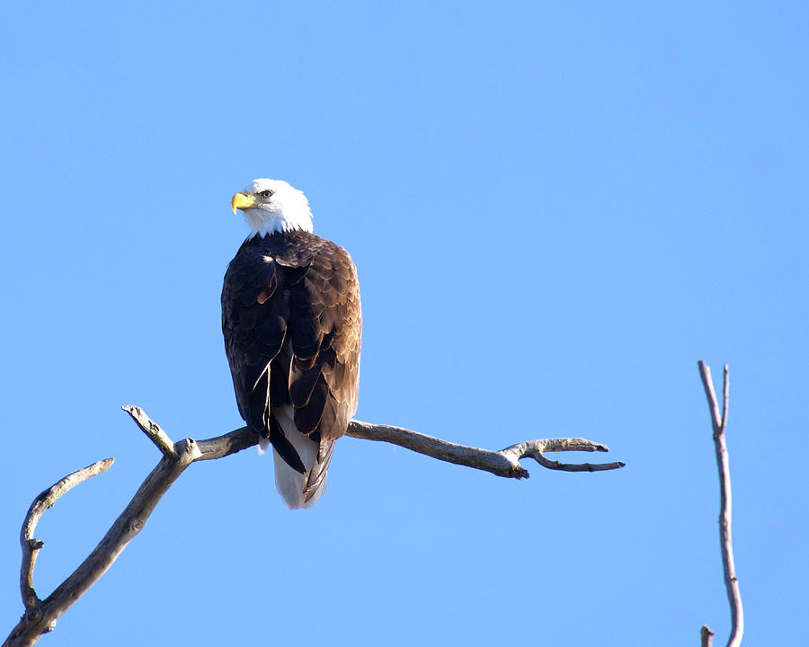 Eagle Tree Photograph by Flinn Hackett