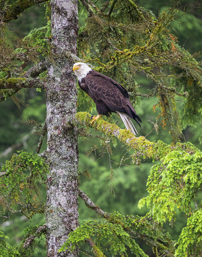 Eagle Tree Photograph by Michael Rauwolf