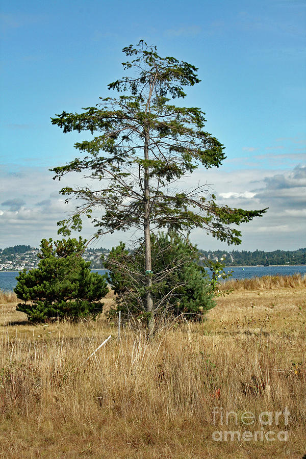 Eagle Tree Photograph by Norma Appleton