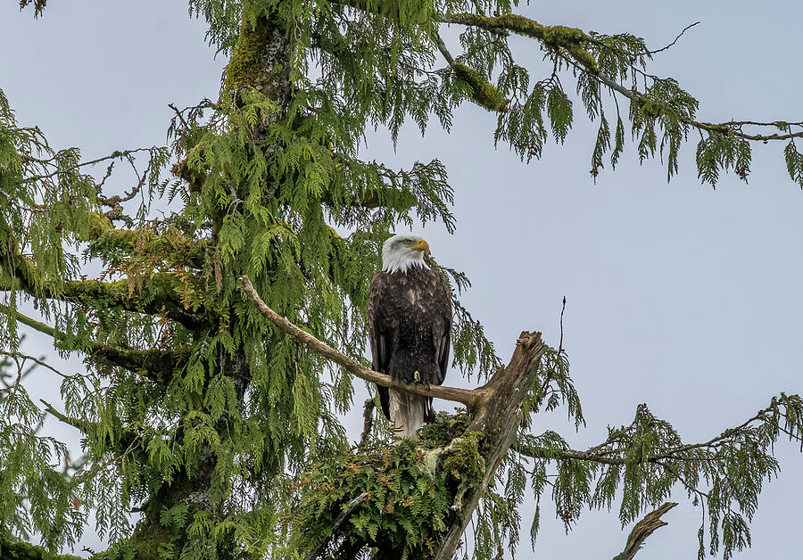 Eagle Tree Perch Photograph by Bill Posner