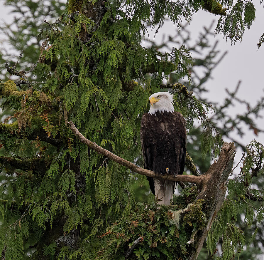 Eagle Tree Perch_Alaska Photograph by Bill Posner Eagle Tree Perch_Alaska Photograph by Bill Posner
