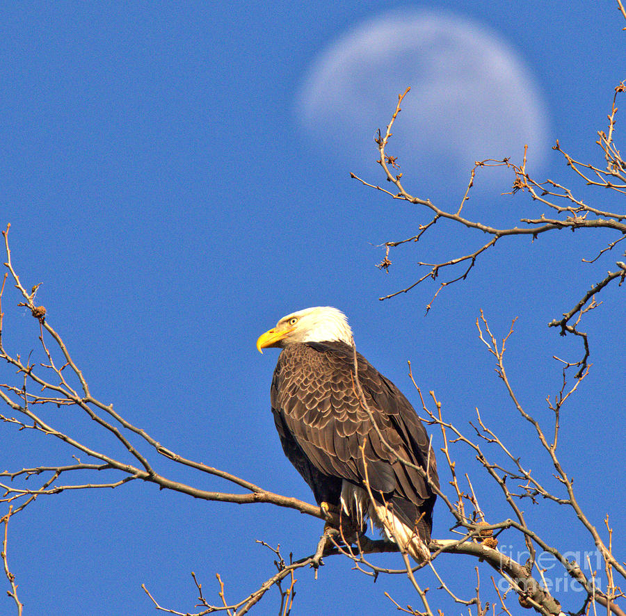 Eagle Under The Rising Moon Photograph by Adam Jewell