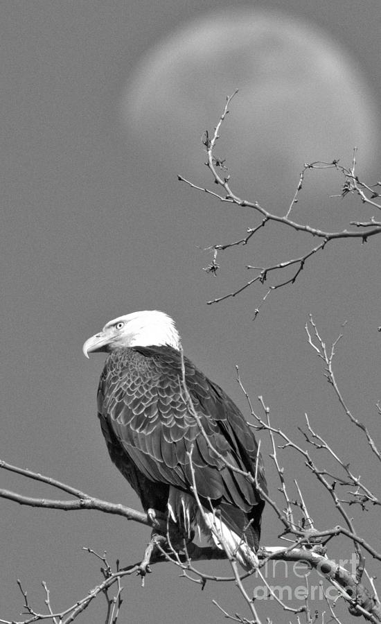 Eagle Under The Rising Moon Portrait Black And White Photograph by Adam Jewell