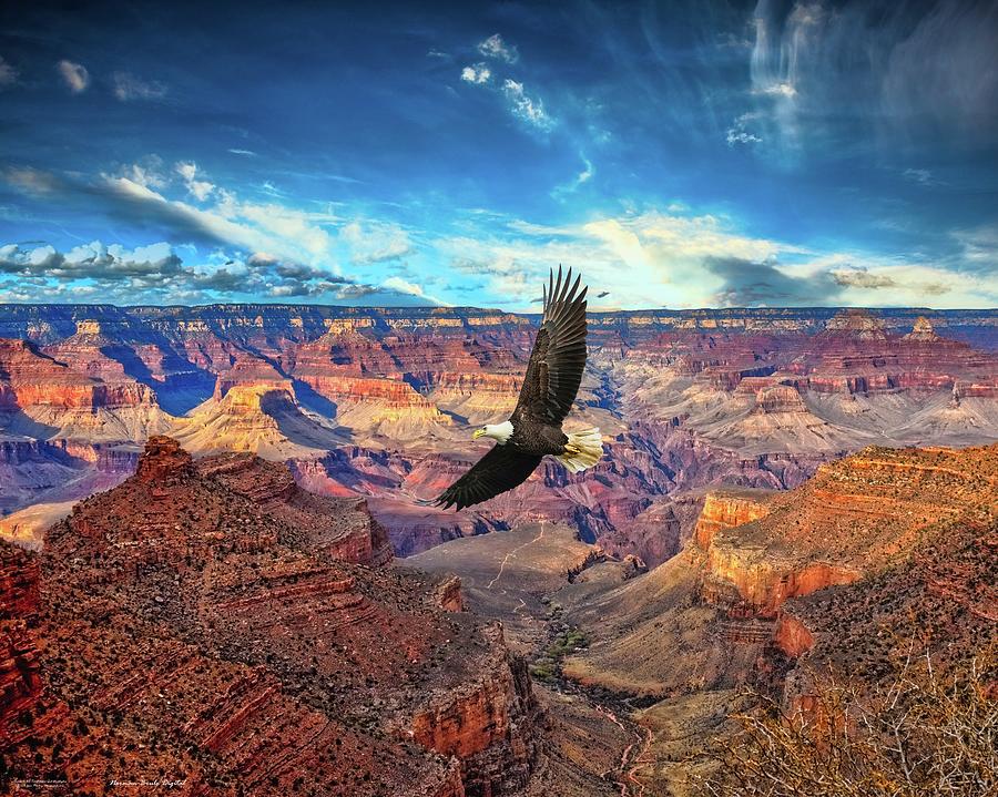 Eagle View Digital Art by Norman Brule