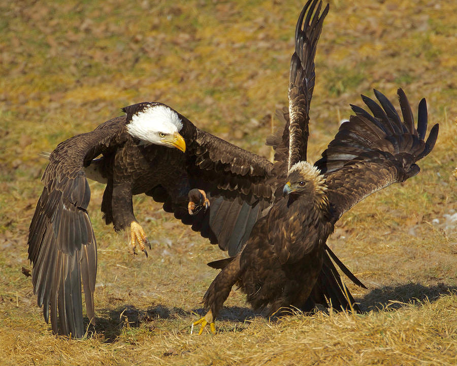 Eagle vs Eagle Photograph by Gary Smith