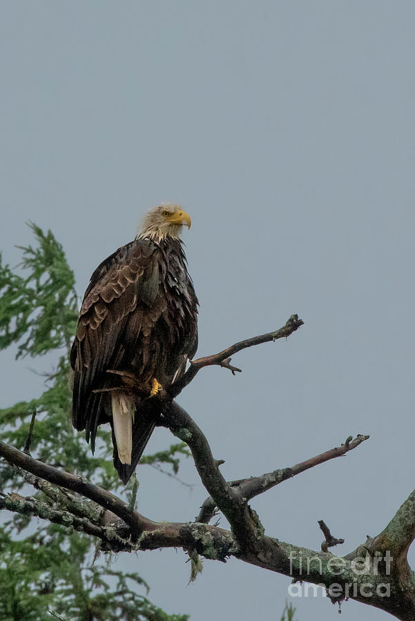 Bald Eagle Photograph - Eagle Watches Over the Bay in Sitka #1 by Nancy Gleason