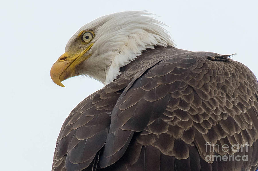 Eagle Watching Photograph by Libby Lord - Fine Art America