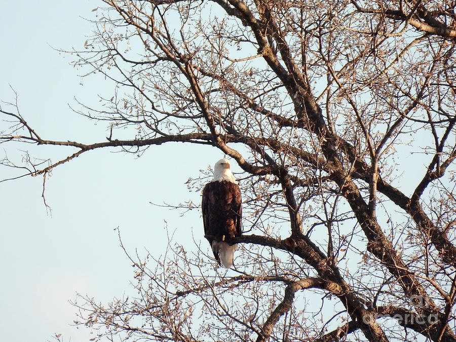 Eagle Watching Digital Art by Rural America Scenics
