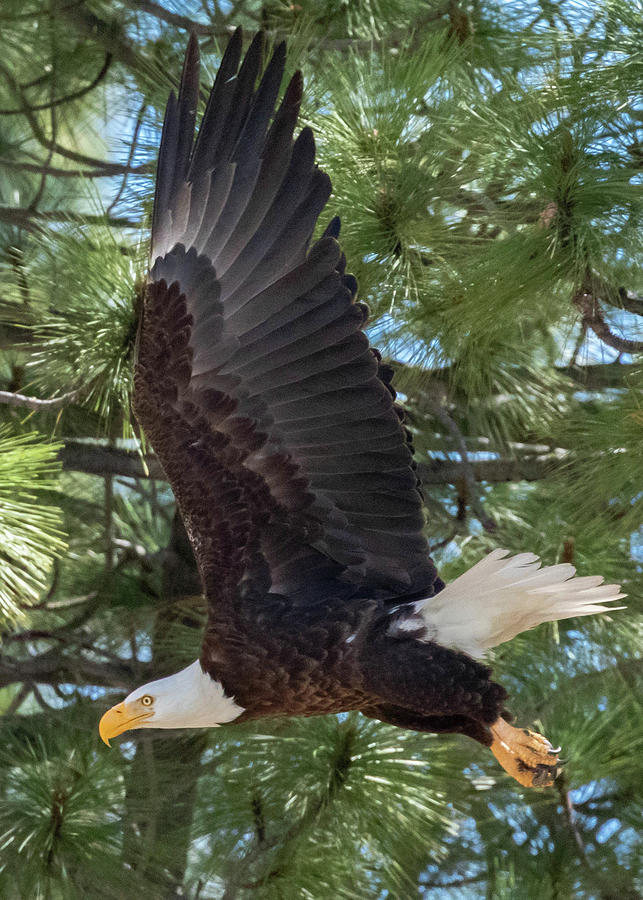 Eagle wing Vertical Photograph by Randy Robbins