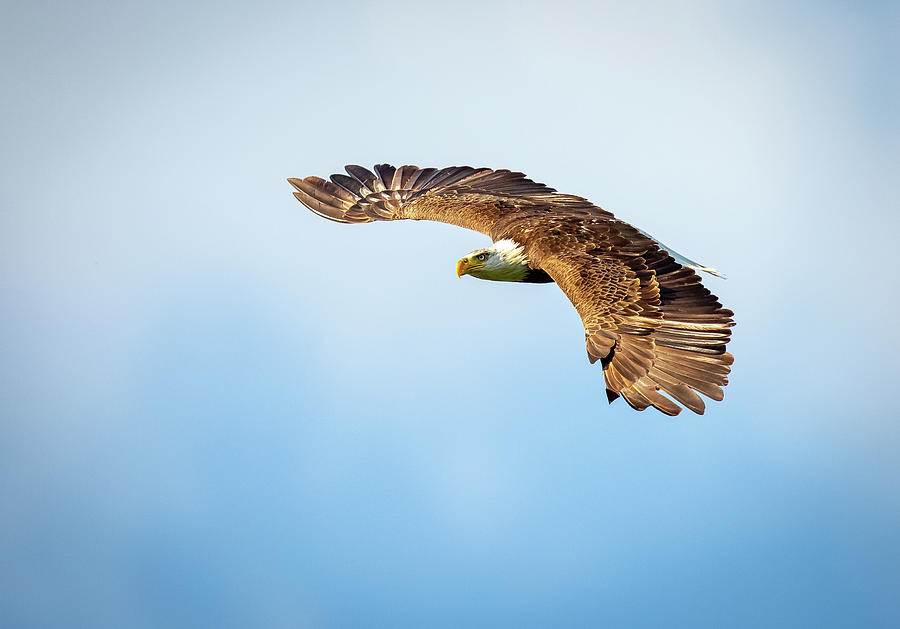 Eagle Wings Photograph by Doug McPherson