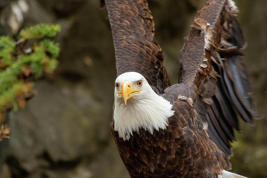 Eagle Photograph - Eagle Wings by Karol Livote
