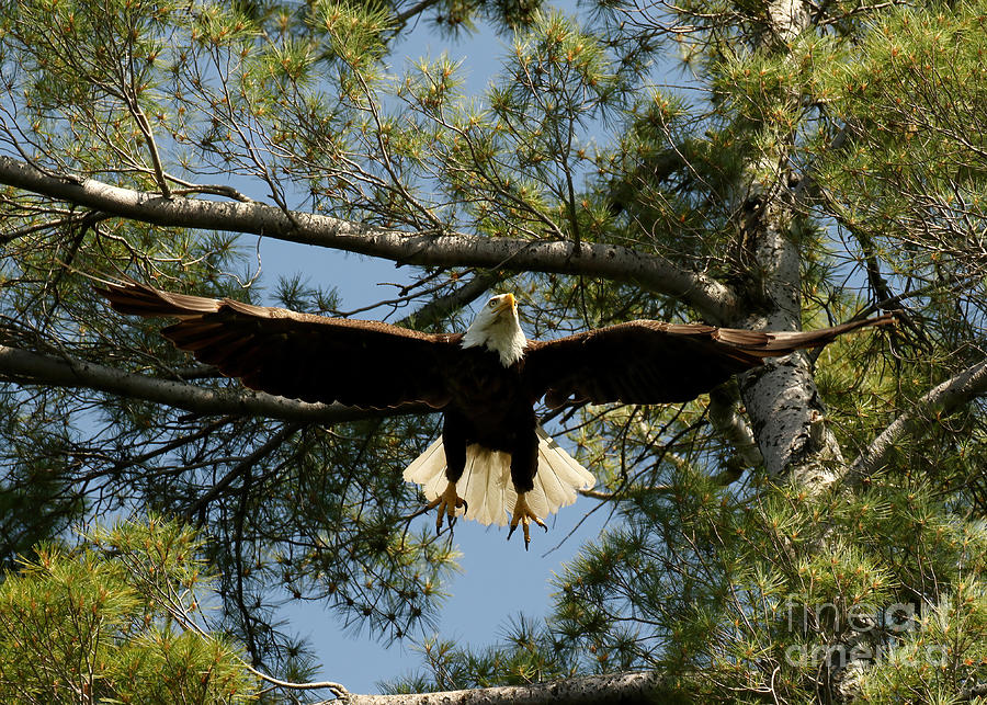 Eagle Wingspan Photograph by Heather King - Fine Art America