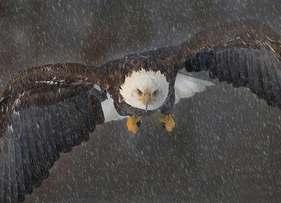 Eagle Winter Flight Photograph by CR Courson