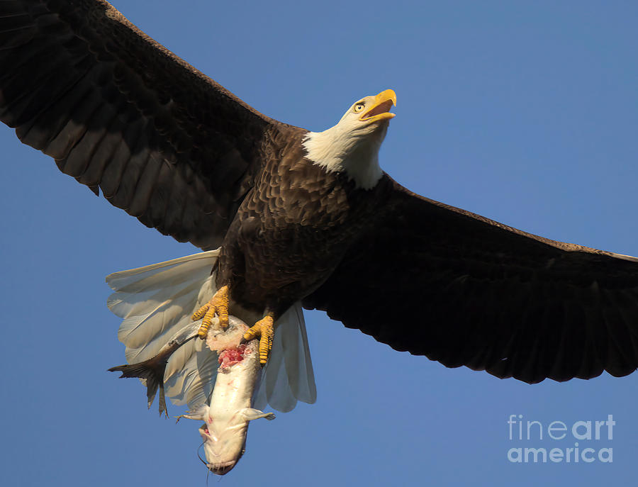 Eagle With An Eye-Popping Catch Photograph by Adam Jewell