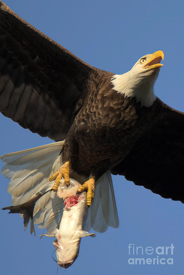 Eagle With An Eye-Popping Catch Closeup Photograph by Adam Jewell