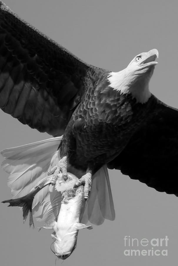 Eagle With An Eye-Popping Catch Closeup Black And White Photograph by Adam Jewell