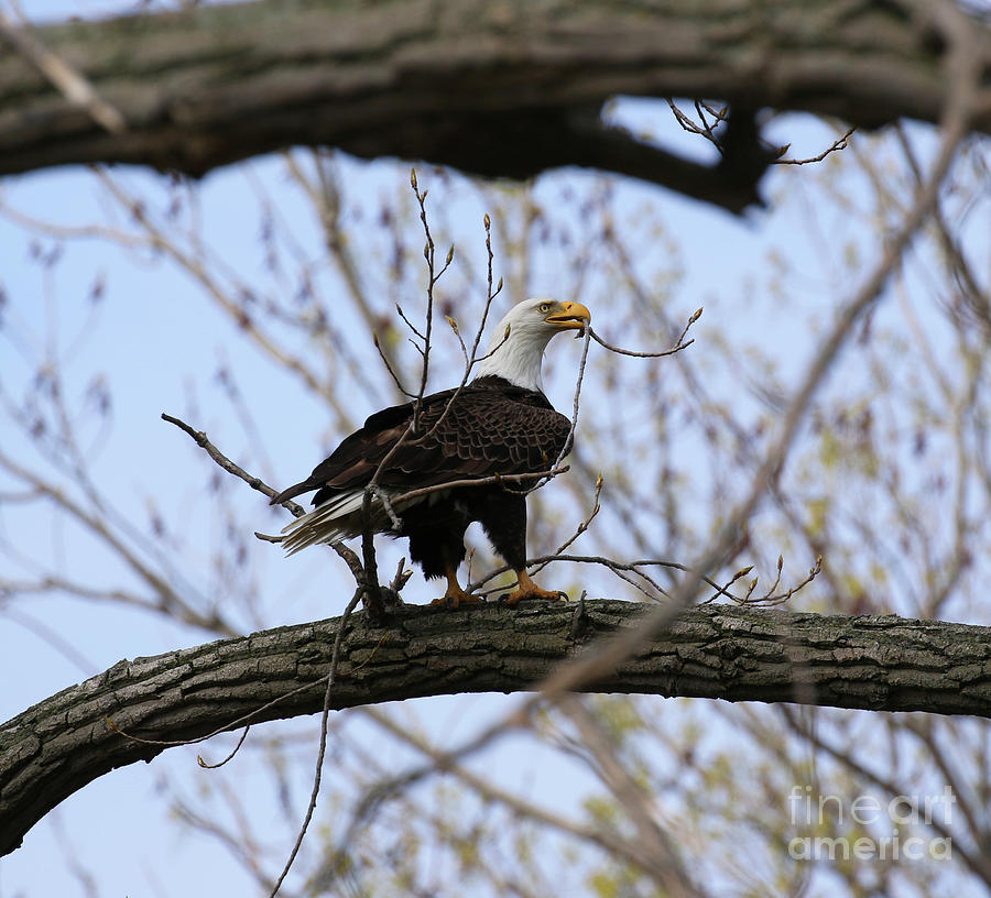 Eagle With Branch For Nest 1768 Photograph by Jack Schultz