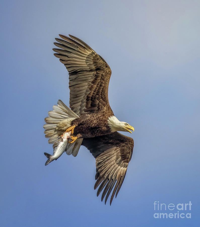 Fish Photograph - Eagle with Breakfast by Warrena J Barnerd