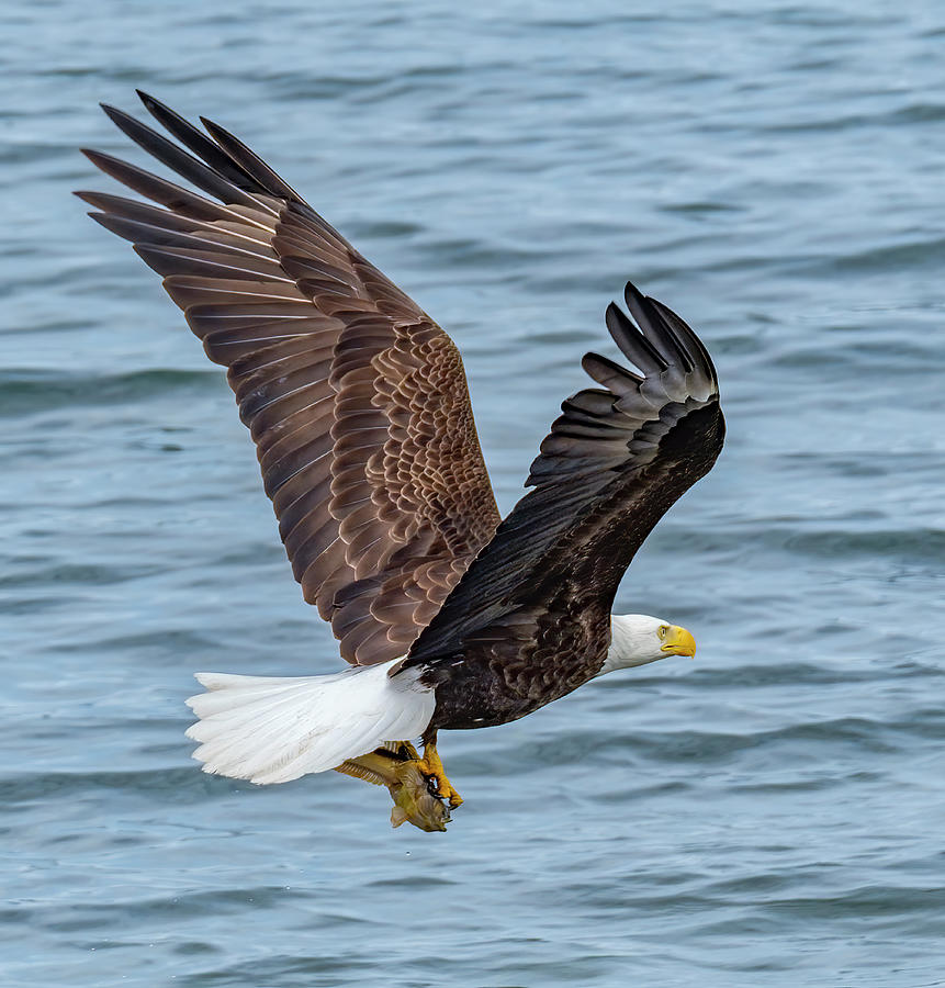 Eagle with Catch Photograph by Bill Ray