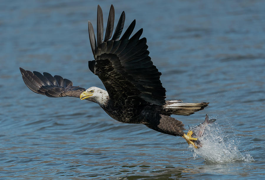 Eagle with catch of the day Photograph by Sam Rino