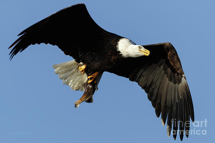Eagle with Fish by Beve Brown-Clark Photography Eagle with Fish by Beve Brown-Clark Photography