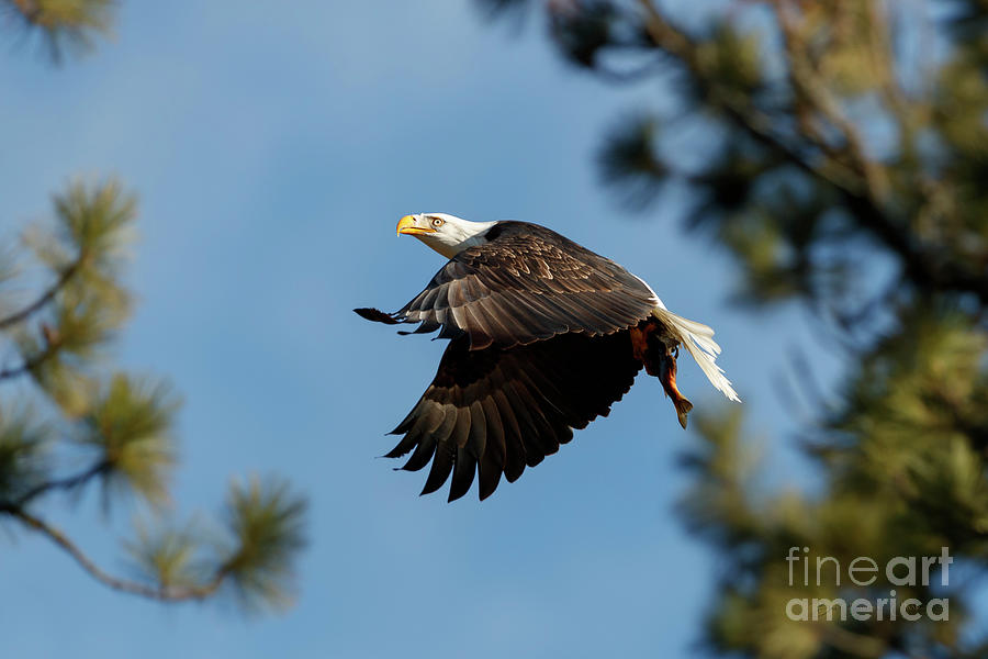 Eagle with Fish III by Beve Brown-Clark Photography Eagle with Fish III by Beve Brown-Clark Photography