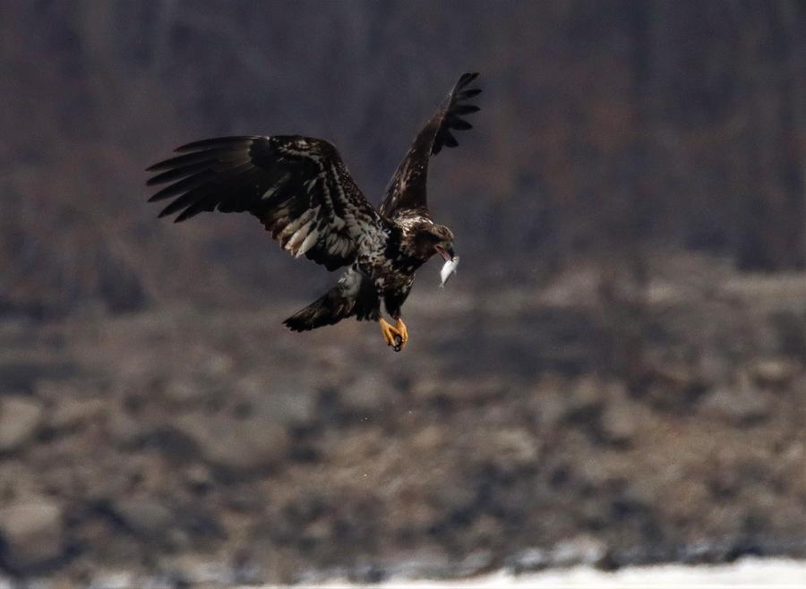 Eagle with Fish in Mouth Photograph by Dan Higgins - Fine Art America