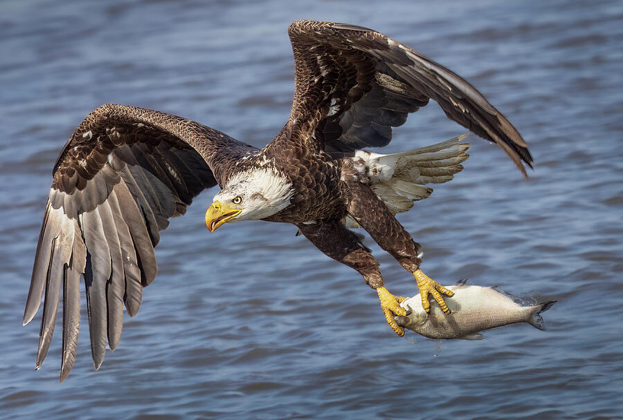Wildlife Photograph - Eagle with Fish by Jack Kosowsky