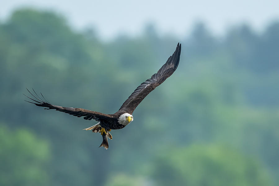 Eagle With Fish Photograph by Paul Freidlund