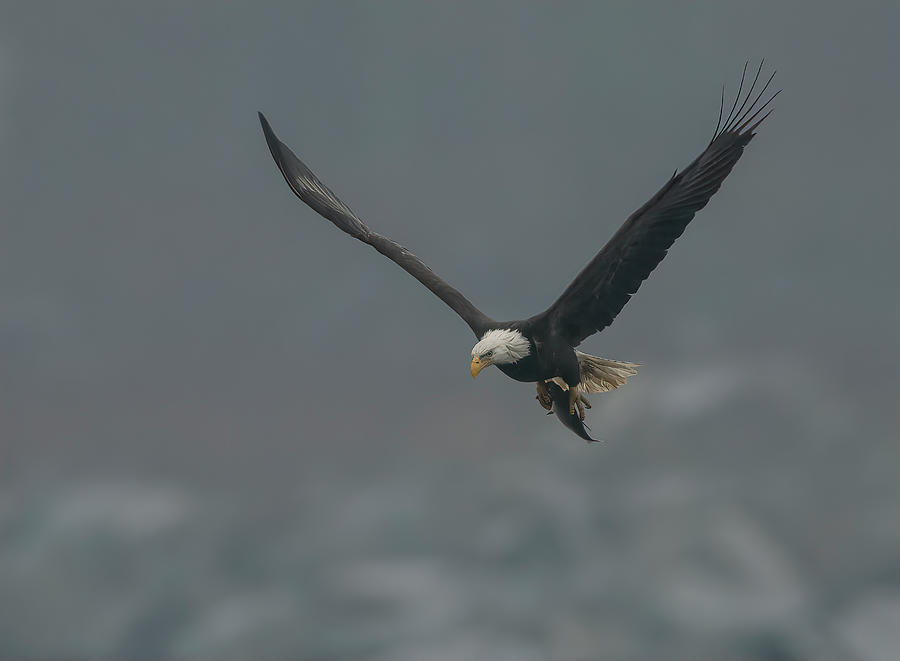 Eagle with Fish Photograph by Wade Aiken
