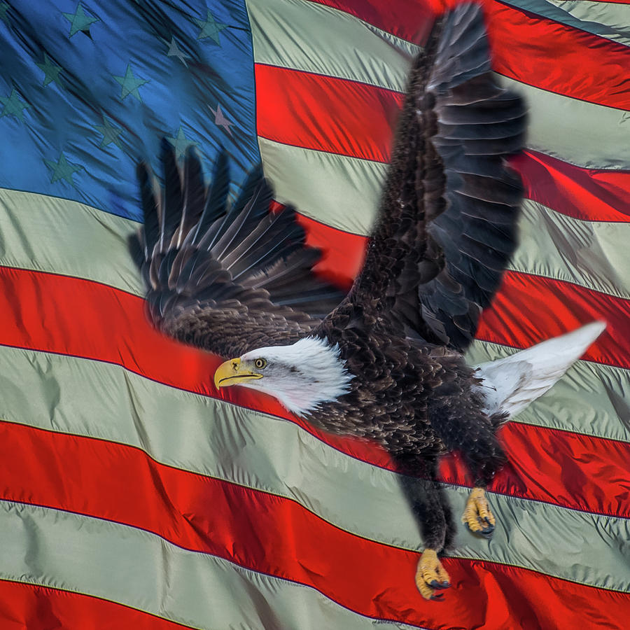Eagle With Flag Background Photograph by Paul Freidlund