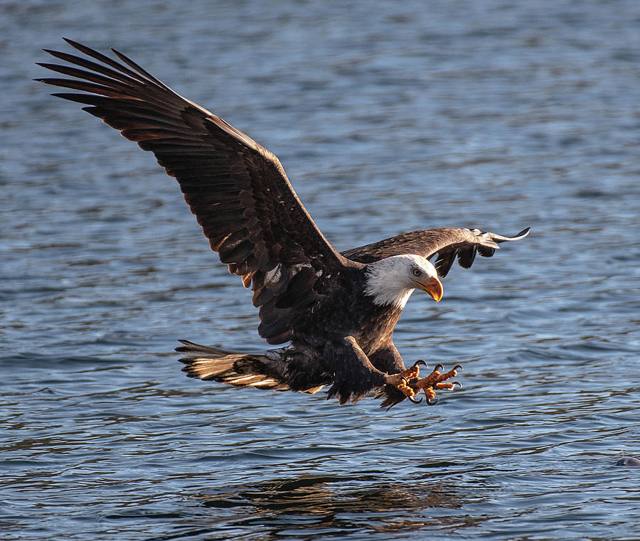 Eagle with Talons out Photograph by Jon Asper Pixels