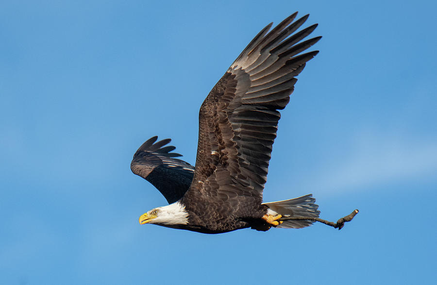 Eagle Working Photograph by Judd Nathan - Fine Art America