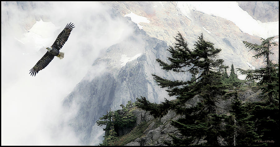 Eagle,Glaciers, Cascade Mountains, Washington Photograph by A Macarthur Gurmankin