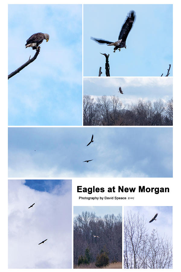 Eagles at New Morgan Photograph by David Speace