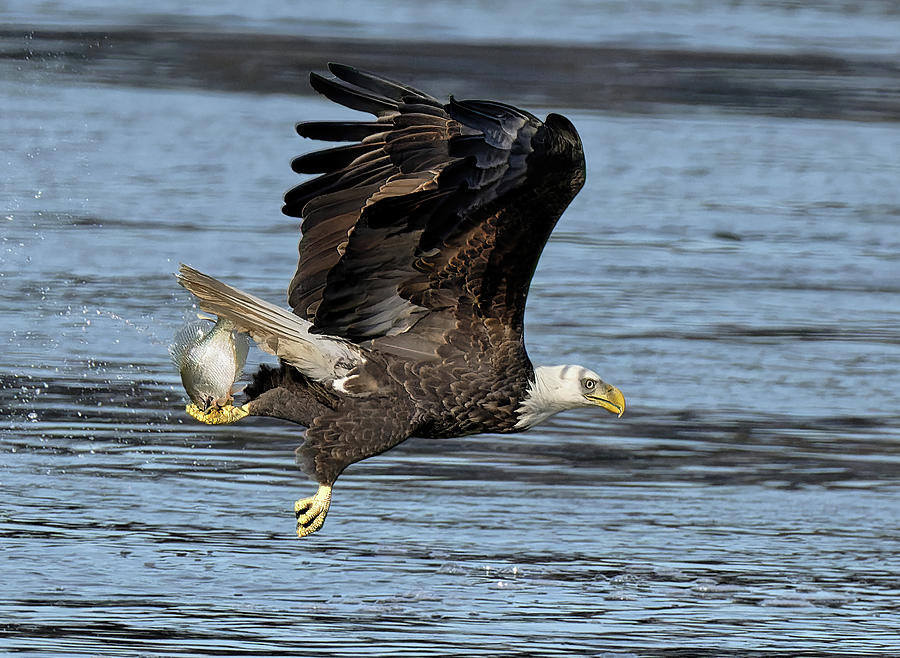 Eagles Catch Photograph by Wade Aiken