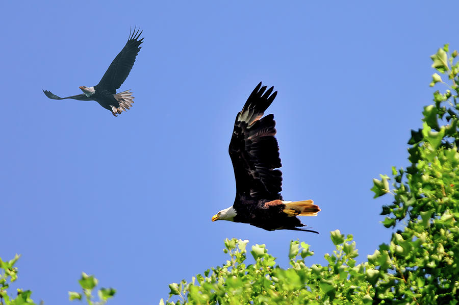 Inspiration Photograph - Eagles Courting by Randall Branham