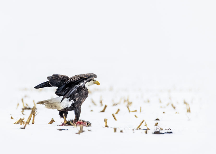 Eagles Fresh Dinner Photograph by Patti Deters
