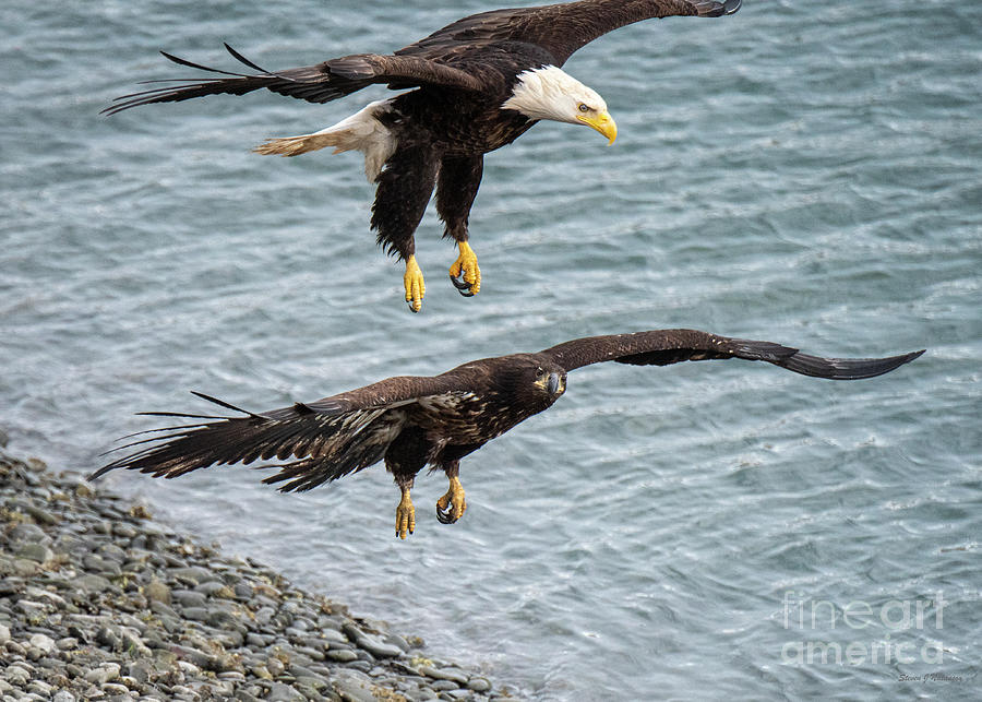 Eagles Landing at the Spit Photograph by Steven Natanson