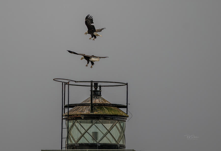 Eagles Lighthouse Descent Photograph by Bill Posner Eagles Lighthouse Descent Photograph by Bill Posner