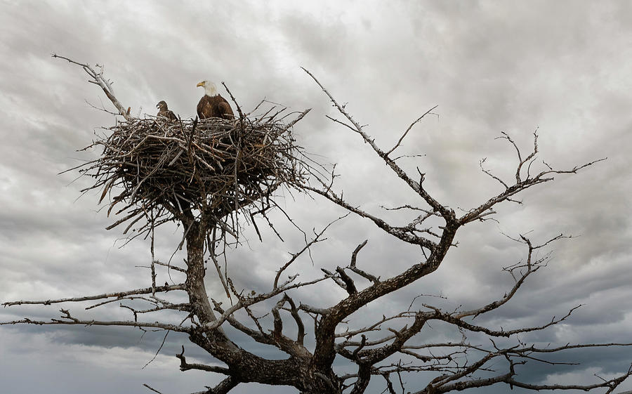 Eagles Nest Photograph by Craig J Satterlee
